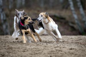 Langhaar Whippets Wiesenflitzer